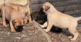 I BULLI DI PIANURA MR. TAMBOURINE MAN (Bulmastif)