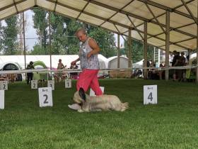 CZ CH Inquill Bohemia Čoko (Skajteriér)