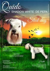 Quido Shadow White de Pepa (Knírač malý)