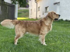 Aithér Golden Dixieland (Zlatý retrívr)