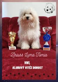 Ziriuss Luma Tomio (Boloňský psík)