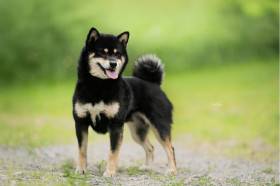 Daio MONOGATARI Go Yukiko Kensha (Shiba inu)