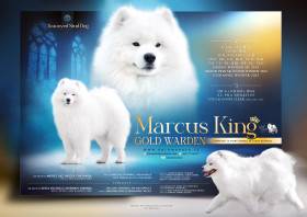 Marcus King Gold warden (Samojed)