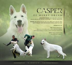 Casper of Merry Dream (Bílý švýcarský ovčák)