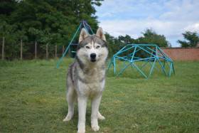 Fusion od Joy Aragon (Sibiřský husky)