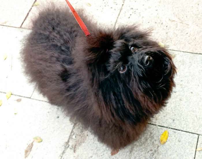 Gloria Sanemi Hope (Ruská barevná bolonka)