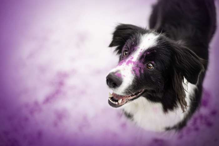 Bella od Lomu Leštinka (Border kolie)