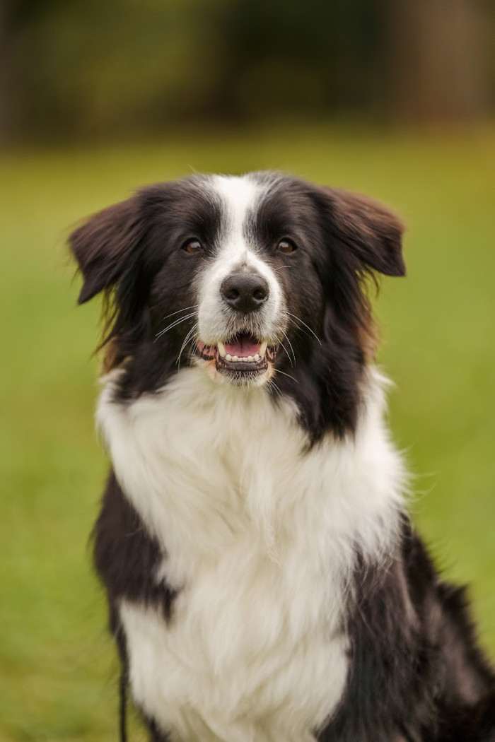 Bella od Lomu Leštinka (Border kolie)