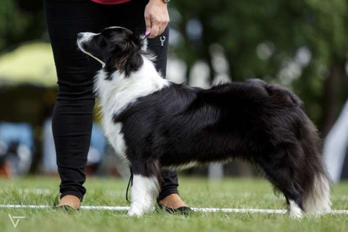 Bella od Lomu Leštinka (Border kolie)