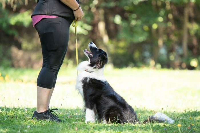Bella od Lomu Leštinka (Border kolie)