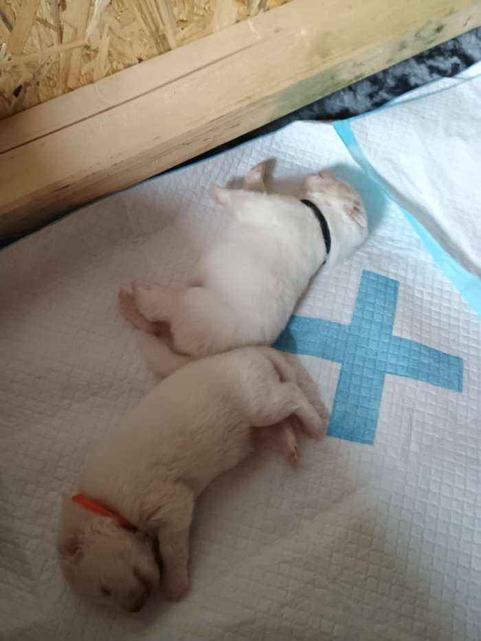 6.7.2025 štěňata