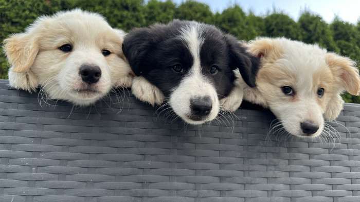 Breisi Fairing Work (Border kolie)