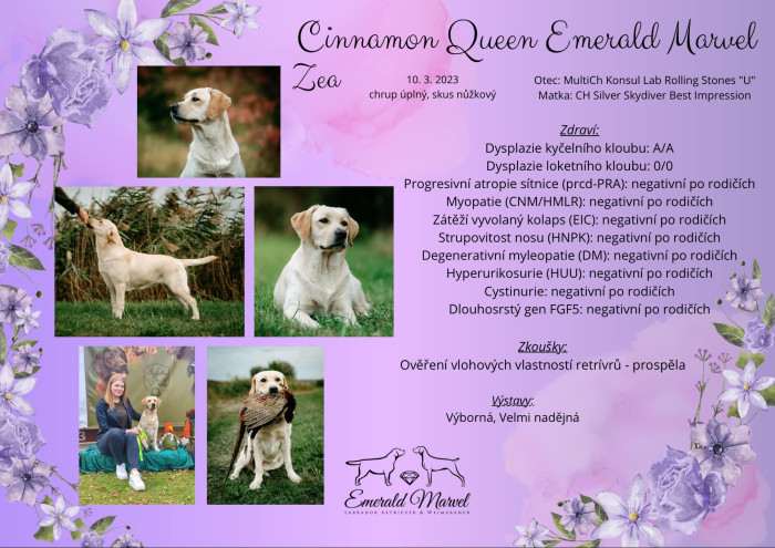Cinnamon Queen Emerald Marvel (Labradorský retrívr)