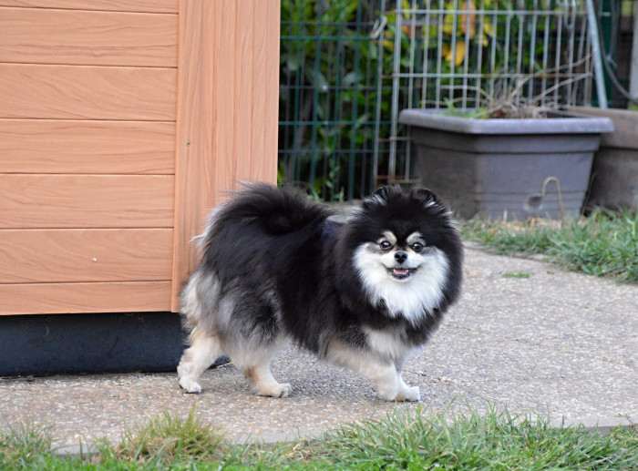 Sakura Neznyj Czvetok (Pomeranian)