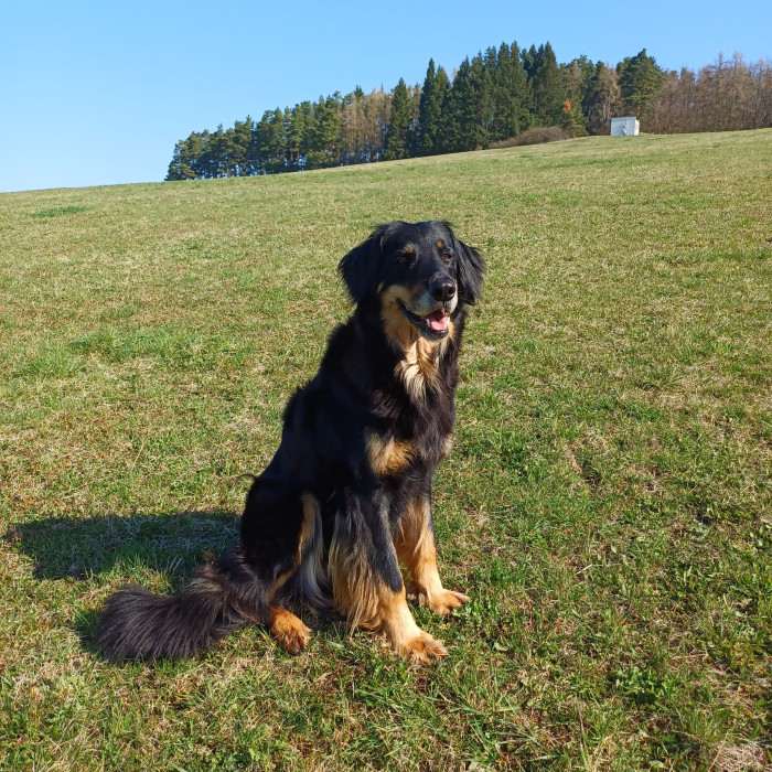 Quira z Páralovy zahrady (Hovawart)