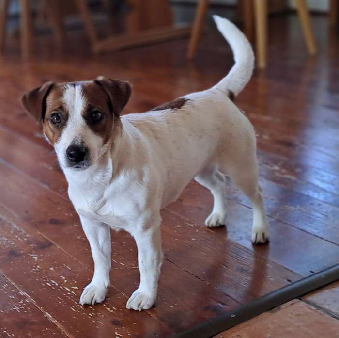 Kelly Pylades (Jack Russell teriér)