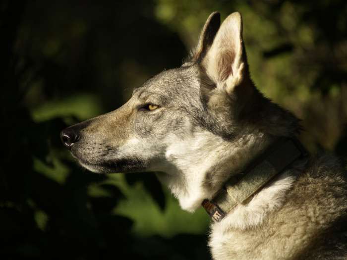 Melody Čierny ónyx (Československý vlčák)