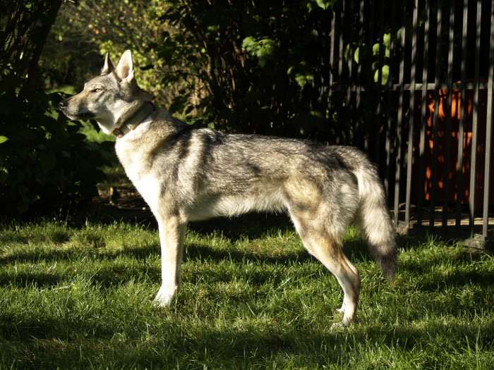 Melody Čierny ónyx (Československý vlčák)