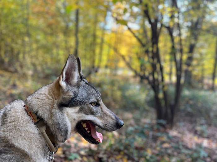Melody Čierny ónyx (Československý vlčák)