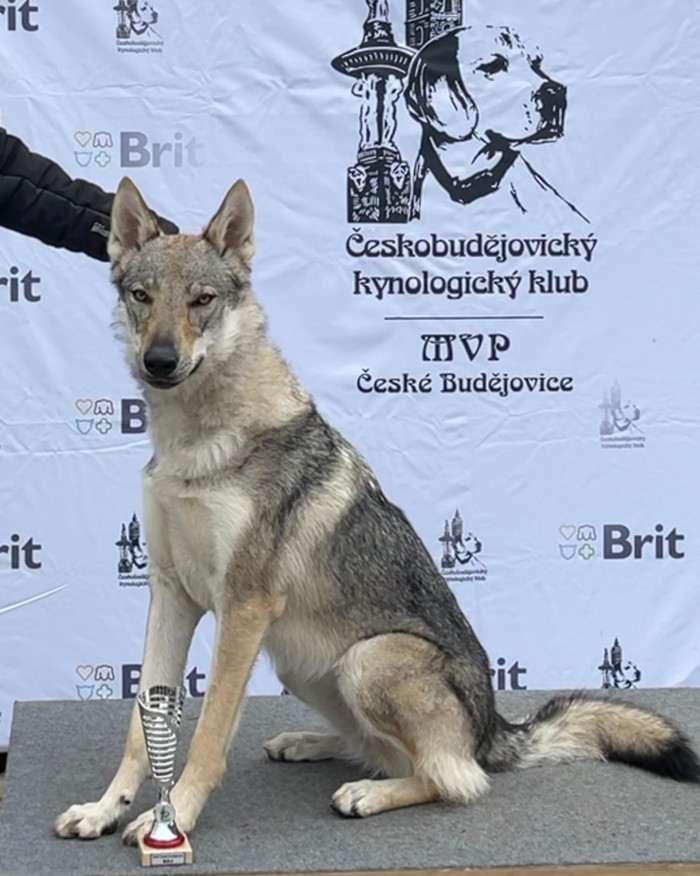 Melody Čierny ónyx (Československý vlčák)