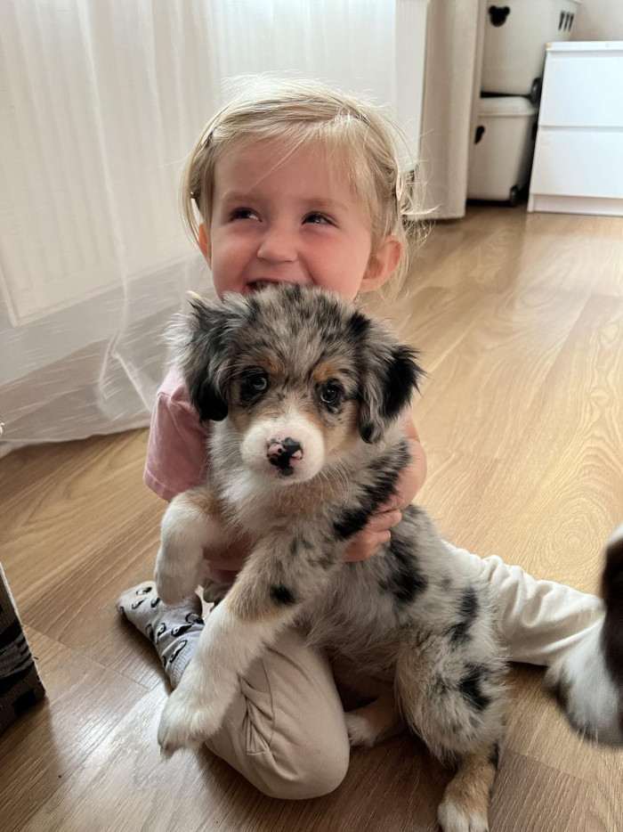 Miniaturní americký ovčák - Aussieland