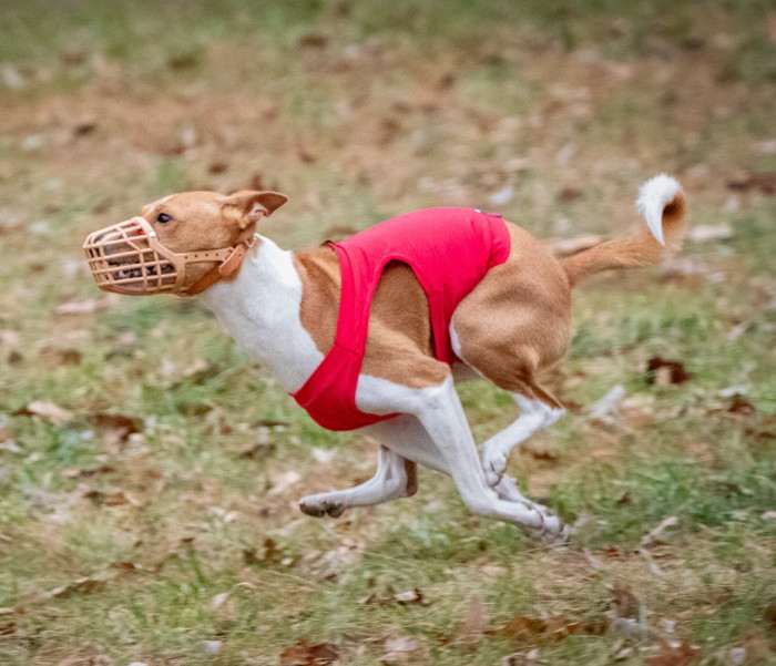 Call my  Cherie Lady My beautiful Savage (Basenji)