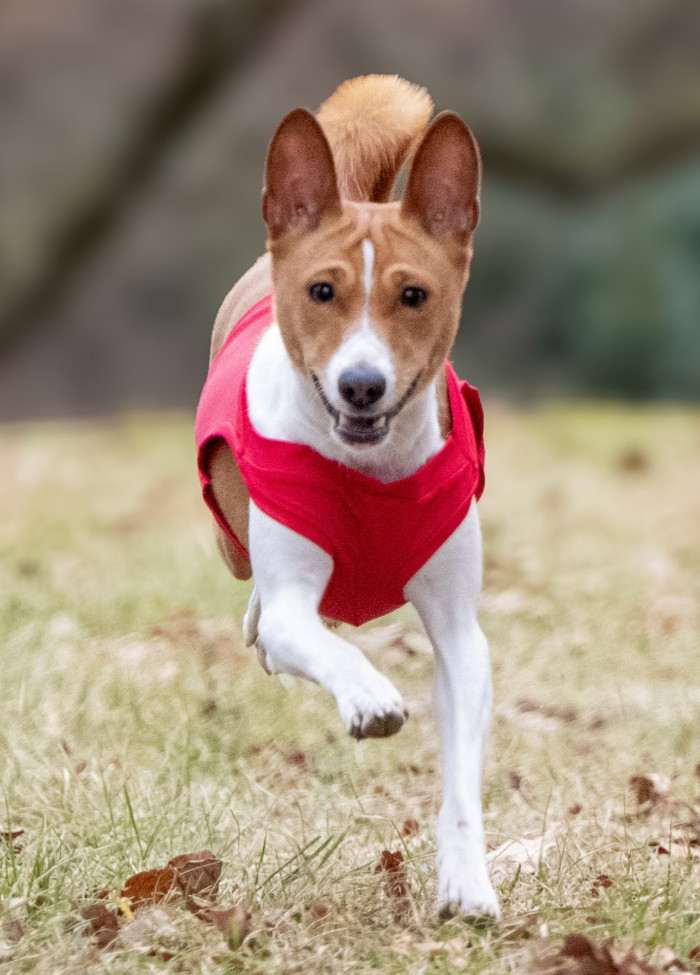 Call my  Cherie Lady My beautiful Savage (Basenji)