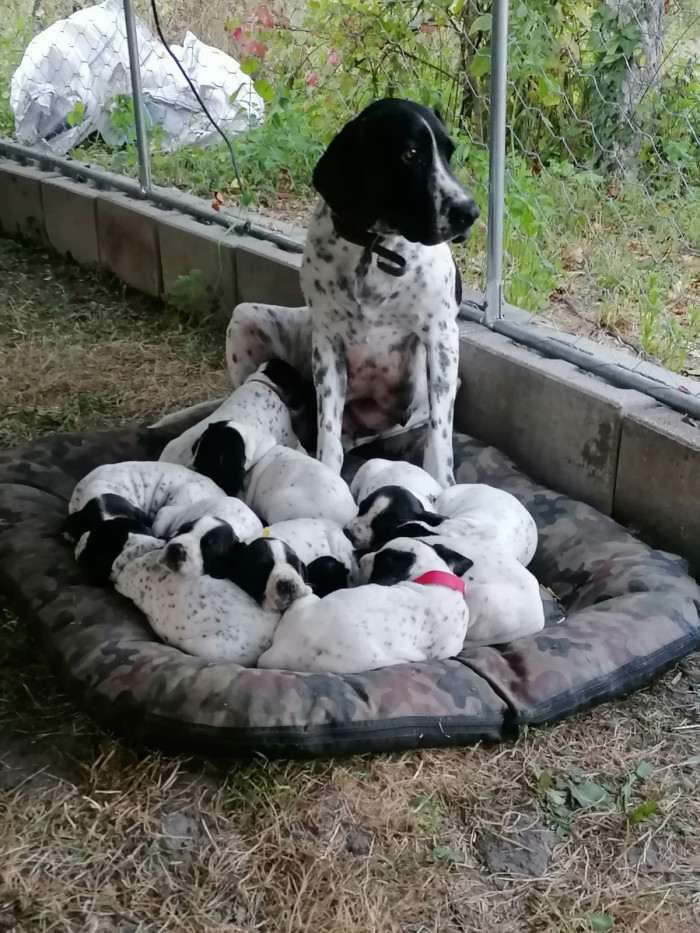 Gessi Piaf Dáma Krkonoše (Auvergneský ohař krátkosrstý)