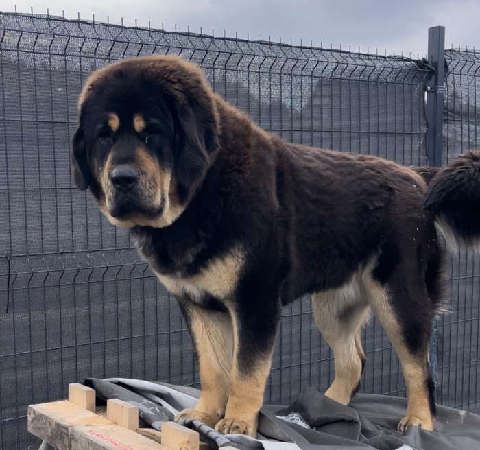 Enora Ravo z Ješína (Tibetská doga)