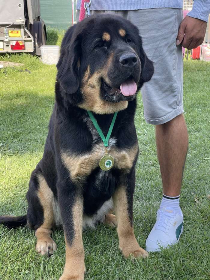 Enora Ravo z Ješína (Tibetská doga)