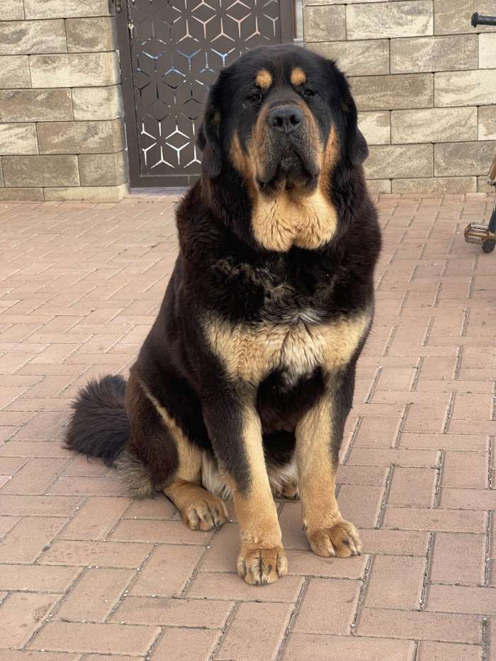 Enora Ravo z Ješína (Tibetská doga)