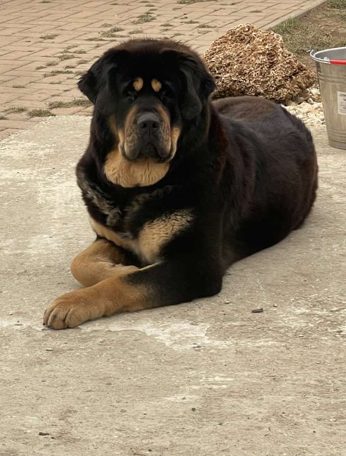 Enora Ravo z Ješína (Tibetská doga)