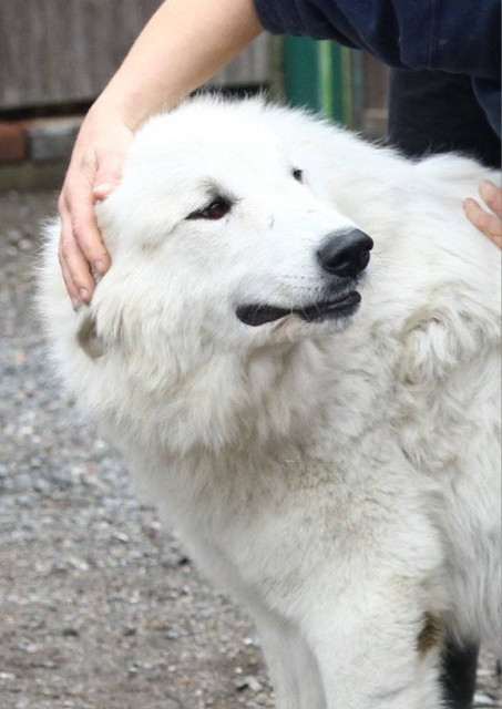 Elódie Apaltasunez (Pyrenejský horský pes)