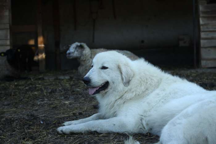 Elódie Apaltasunez (Pyrenejský horský pes)