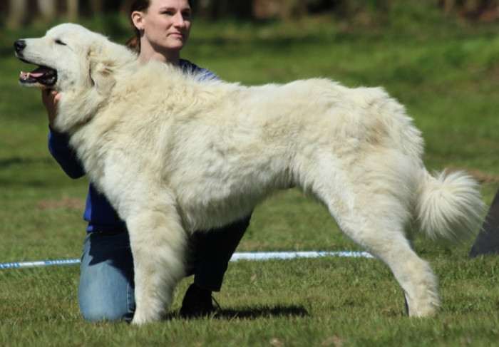 Elódie Apaltasunez (Pyrenejský horský pes)