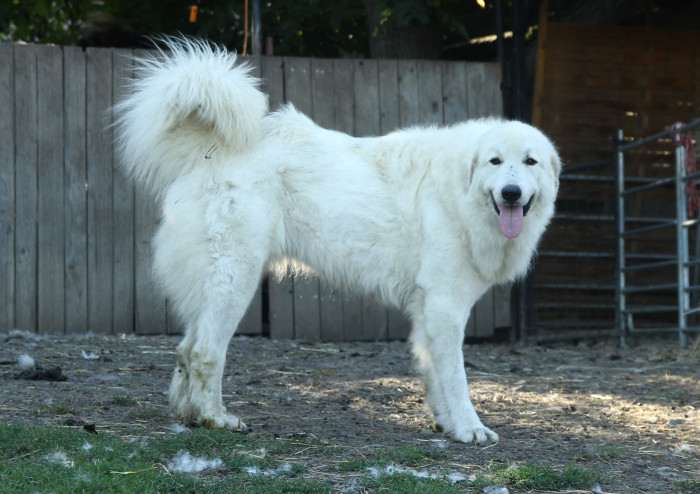 Elódie Apaltasunez (Pyrenejský horský pes)