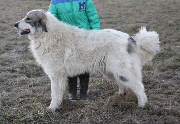 Cindarella Apaltasunez (Pyrenejský horský pes)