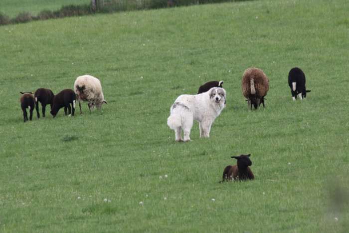 Cindarella Apaltasunez (Pyrenejský horský pes)