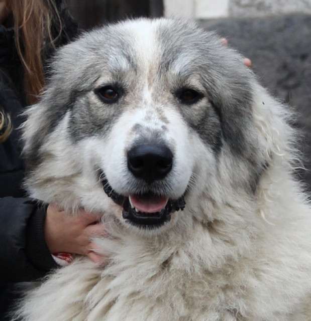 Cindarella Apaltasunez (Pyrenejský horský pes)