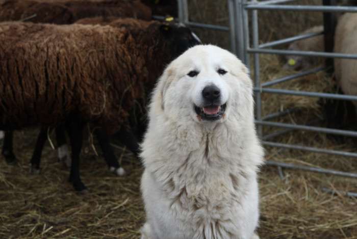 Rumia de la Bergerie des Reines (Pyrenejský horský pes)