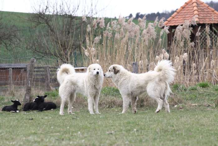 Rumia de la Bergerie des Reines (Pyrenejský horský pes)