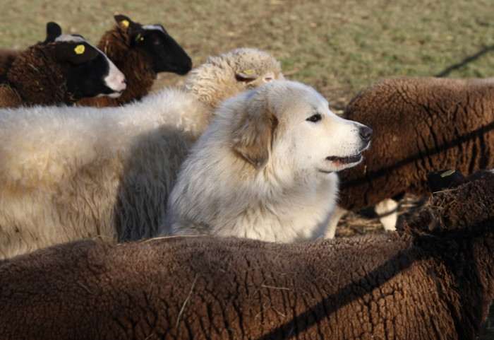 Rumia de la Bergerie des Reines (Pyrenejský horský pes)