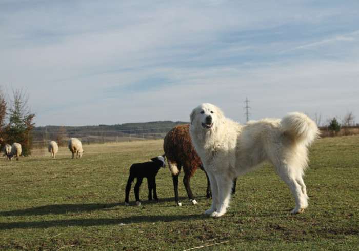 Rumia de la Bergerie des Reines (Pyrenejský horský pes)