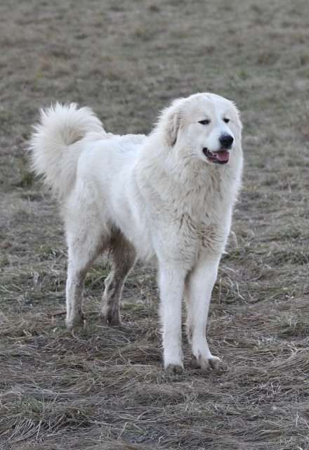 Rumia de la Bergerie des Reines (Pyrenejský horský pes)