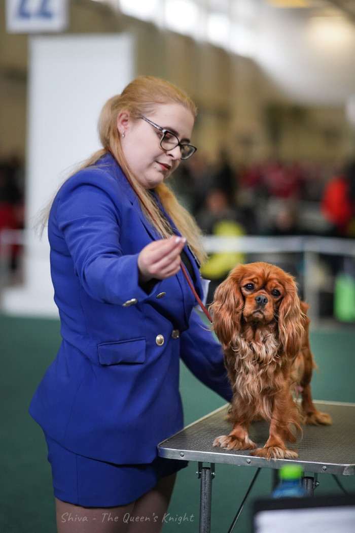 Natali Teodorus TEQUILA (Kavalír king charles španěl)