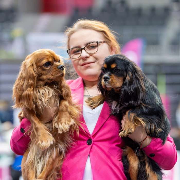 AMBER Born for Royals (Kavalír king charles španěl)