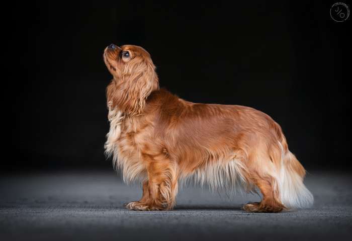 AMBER Born for Royals (Kavalír king charles španěl)