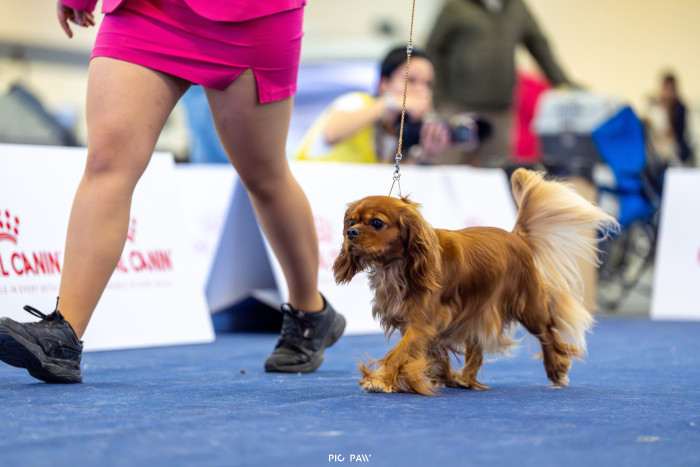 AMBER Born for Royals (Kavalír king charles španěl)