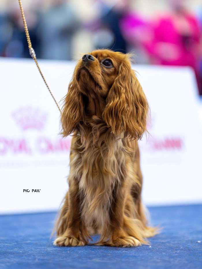 AMBER Born for Royals (Kavalír king charles španěl)