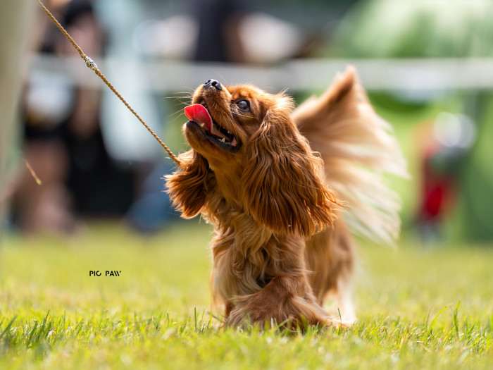 AMBER Born for Royals (Kavalír king charles španěl)
